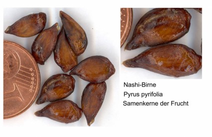 semi di pera Nashi