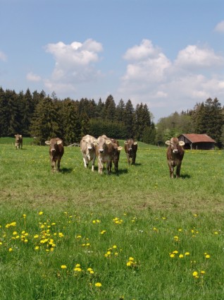 pasto do gado de natureza
