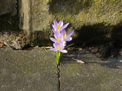 Natur Krokus Blume