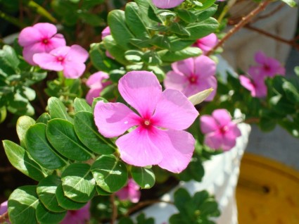 naturaleza flor rosa
