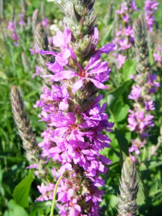 Natur Blumen und Natur Blumen und