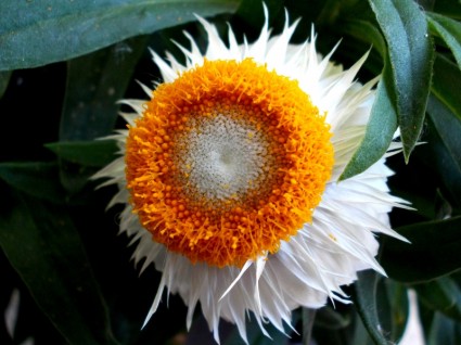 자연 꽃 italicum
