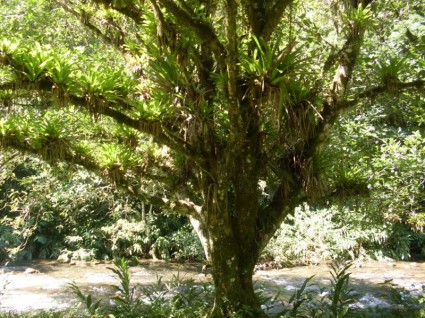 arbre de paysage de nature arbre de paysage de nature