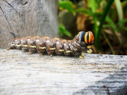 caterpillar animali natura