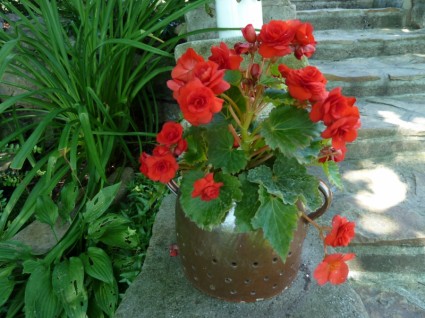 自然花ベゴニアの鉢
