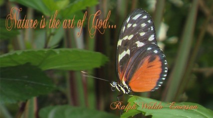 蝶と自然引用
