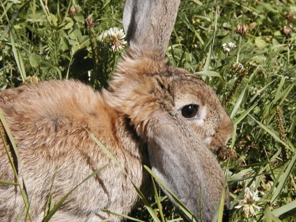coniglietto coniglio natura