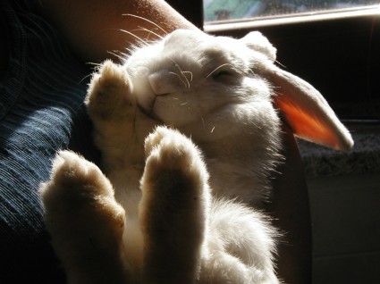bunny conejo de naturaleza