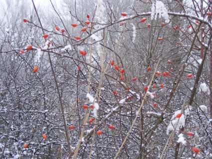 natura inverno stagione natura inverno stagione