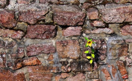 Mauer Natur Sonne Blume