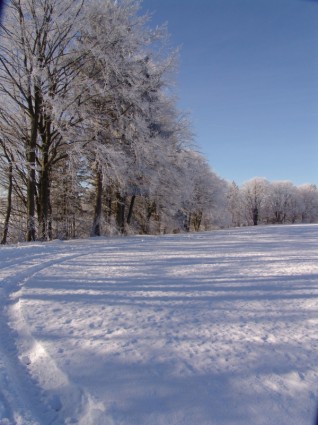 자연 겨울 나무 나무