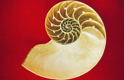 mar de cefalópodes Nautilus