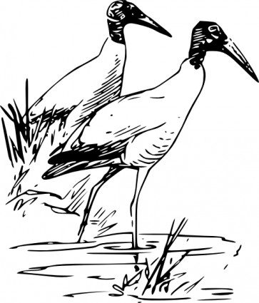 nayrhcrel drewno ibis clipart