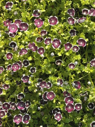 nemophila penny đen mùa xuân hoa