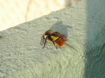 Nepal Pszczoła hummel