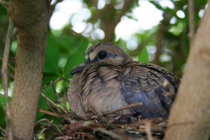 nido de naturaleza aves