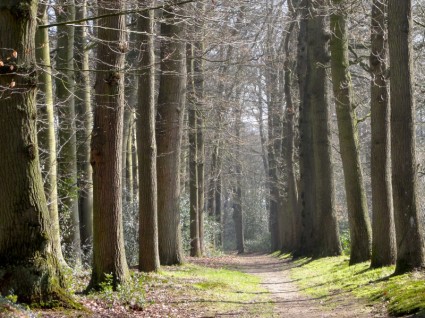 Belanda lanskap hutan