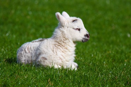 agnello appena nato