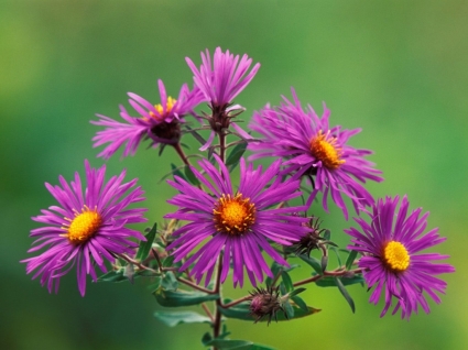 New England Asters Wallpaper Flowers Nature