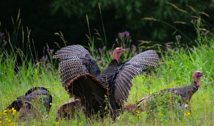 New Hampshire Turkey Turkeys