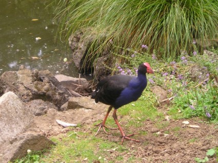 naturaleza de aves de Nueva Zelanda