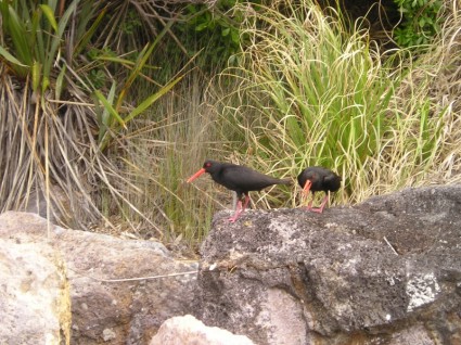 紐西蘭鳥類自然