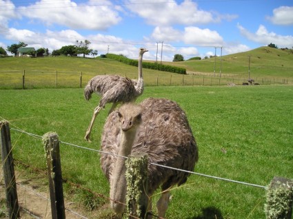 granja de avestruces de ramo de Nueva Zelanda