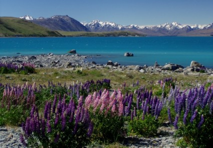 ニュージーランドの湖 tekapu lupinien