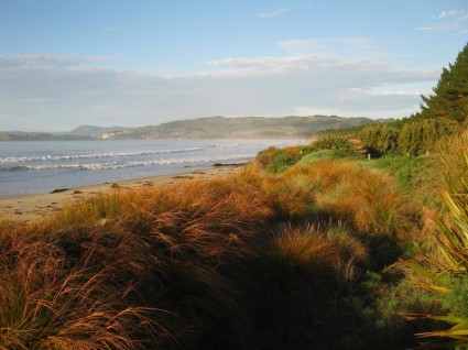 tanaman landscape Selandia Baru