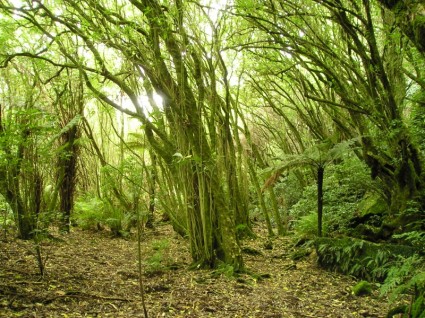 Neuseeland-Natur-Bäume