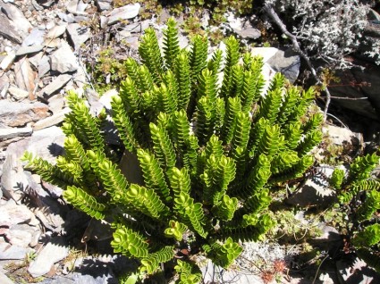 紐西蘭植物自然