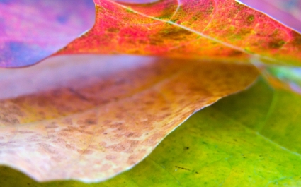 schöne Leaf Wallpaper Landschaft Natur