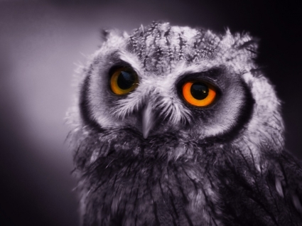 Night Owl Wallpaper Birds Animals
