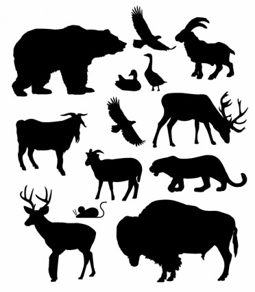 Nordamerikanische Tiere