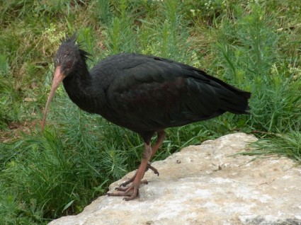 pájaro de ibis eremita geronticus eremita