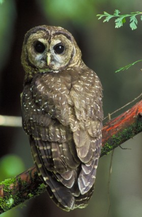 Northern Spotted Owl Bird Tree