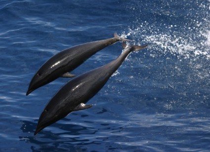 nördlichen Wal Delfin Meer Ozean