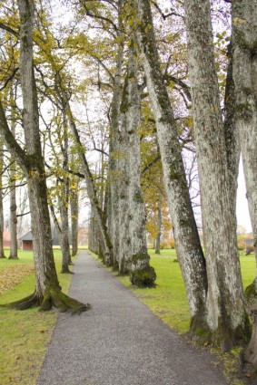 grama de árvores de Noruega