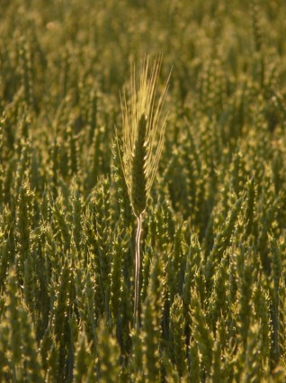 oreja de cebada alimentación nutritiva de cebada en el campo de trigo