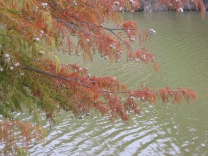 arbre de noix au-dessus de la rivière