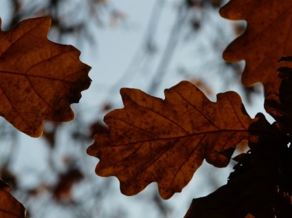 feuilles de chêne quercus chêne