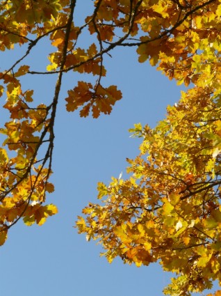 foglie di quercia quercia quercus
