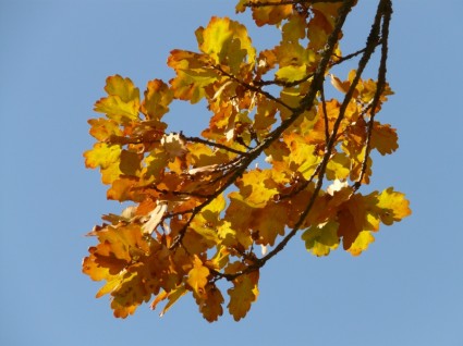 feuilles de chêne quercus chêne