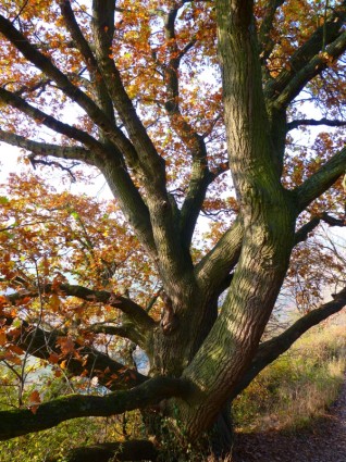 meşe ağacı sonbahar