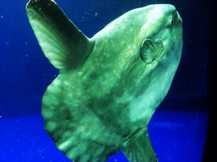 Đại dương sunfish mola mola