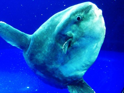 океана sunfish мола мола