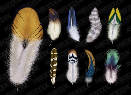 Of Beautiful Feathers Psd