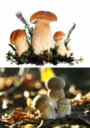 de photo de hd de champignons