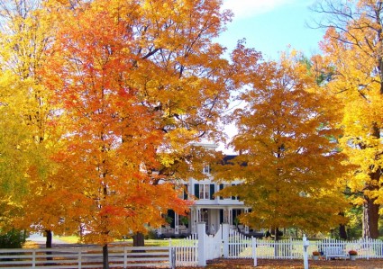 在秋天的樹木中的老房子