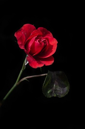 vieux rose rouge